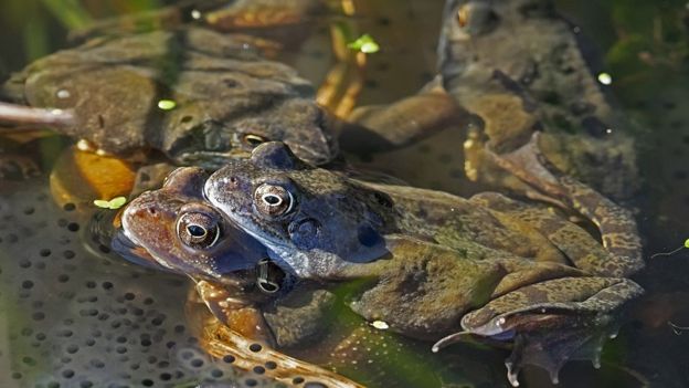 Mating frogs