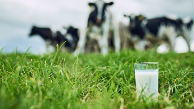 Vaso de leche y vacas borrosas al fondo.