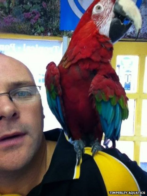 Parrot stolen from Timperley pet shop by thief on bike BBC News