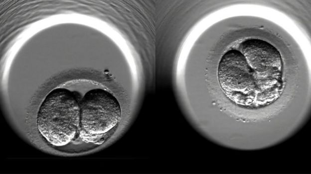 The cell-division of two fertilised human embryos during the first 24 hours of embryonic development following IVF treatment