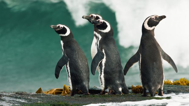 Pingüinos de Magallanes