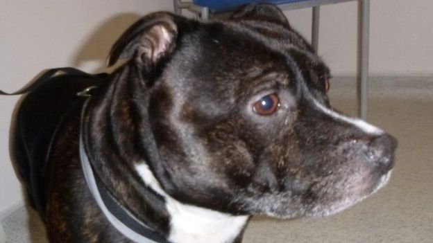 Dog found in Blackpool church to be returned to owner _110364295_cracker