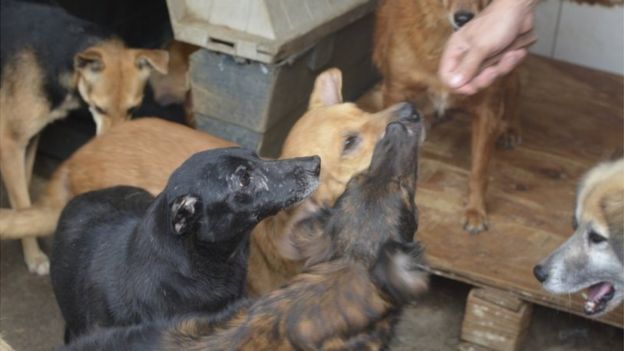 Imagens de cães em abrigos assistidos pela ONG Cão Sem Fome