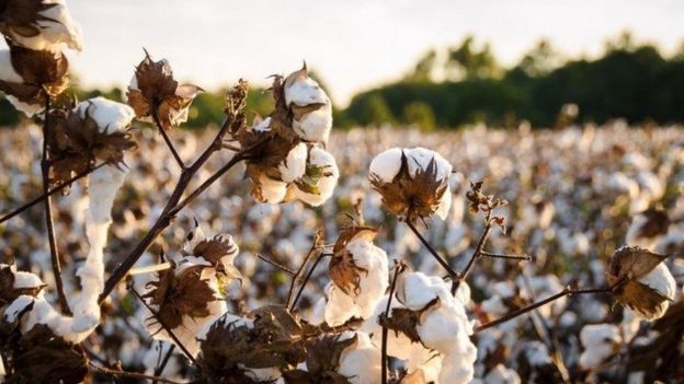 Cotton has become one of the most unsustainable crops on the planet