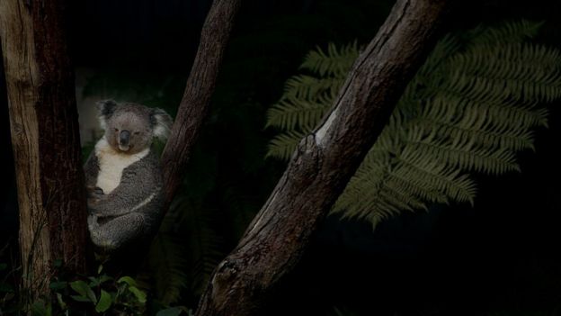 A koala bear sits in a eucalyptus tree