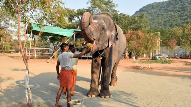 A Holiday Camp For India S Captive Elephants Bbc News