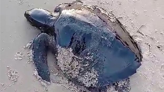 Una tortuga cubierta de petróleo en Brasil