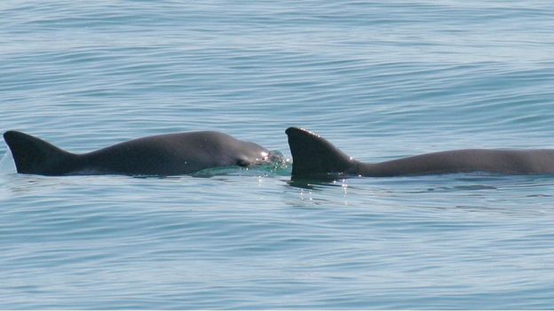 Rare Mexican porpoise faces 'imminent extinction' - BBC News