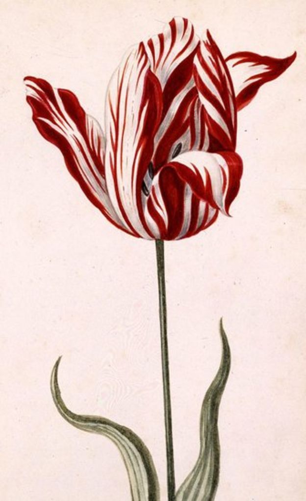 Was Tulip Mania really the first great financial bubble? BBC News