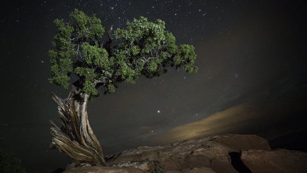 Árvore fotografada por Beth Moon