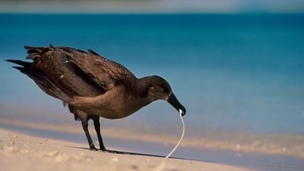 Ave comiendo plástico