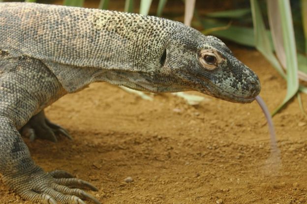 Dragón de Komodo