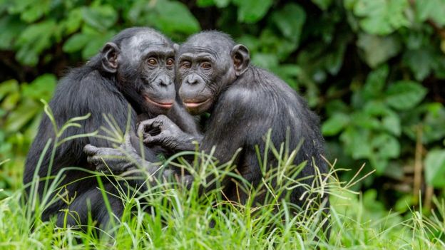 Bonobos no Congo