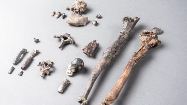 21 huesos de un Danuvius macho