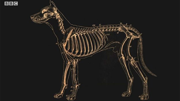 Diagrama del perro antiguo