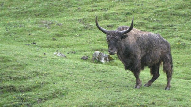 लाङटाङमा याक