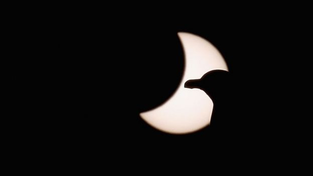 Pássaro durante o eclipse solar parcial