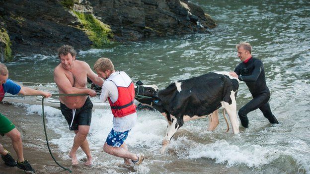 Cow rescue