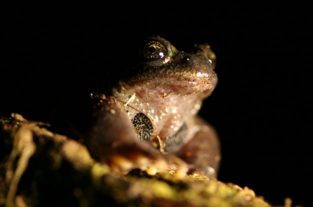 Alsodes conppingeri, una ranita de la zona austral de Chile.