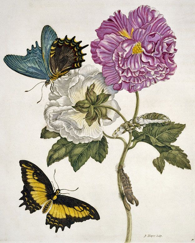 Flores y mariposas