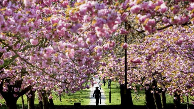 Trees in full blossom in Harrogate