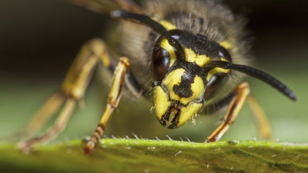 Segundo os pesquisadores, os marimbondos são tão importantes quanto as abelhas, apesar de não produzirem mel