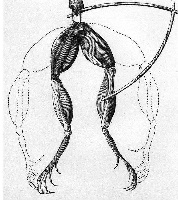 Contracción de las patas de una rana en una descripción del experimento de Galvani.