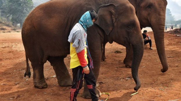 Тайские слоны простаивают. Крах туризма обещает проблемы многим странам