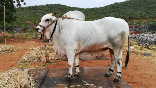 ఒంగోలు జాతి పందెం గిత్త