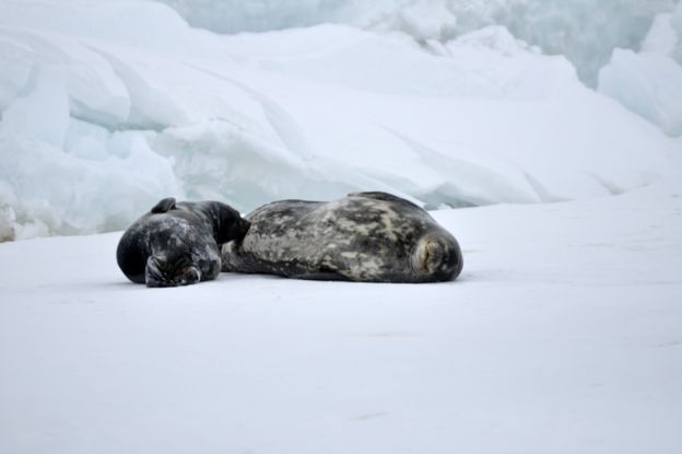 Seals lying on the ice