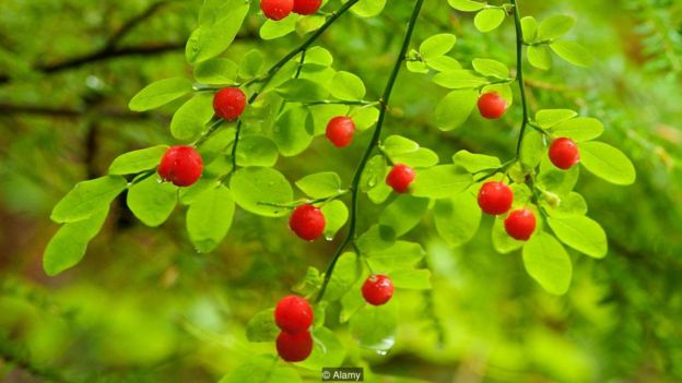 A pesar de estar intentándolo desde hace siglo, el arándano conocido como huckleberry no se ha podido domesticar. (Foto: Alamy)