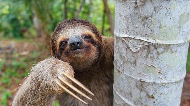 Bicho-preguiça pendurado em tronco