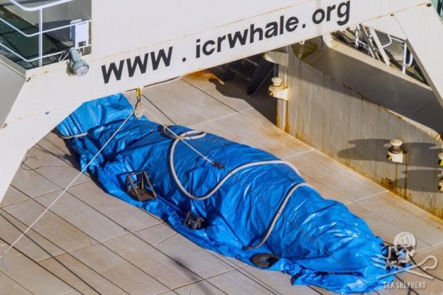 Activists claim the crew covered the dead whale with a tarpaulin