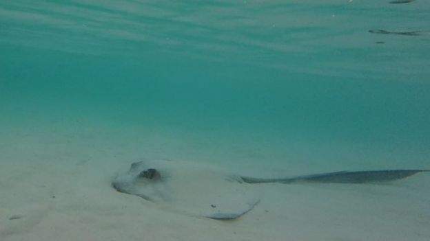 Ray on the sandy ocean floor