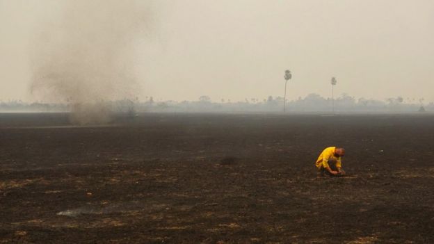 Brazil Wildfires Killed An Estimated 17 Million Animals - BBC News