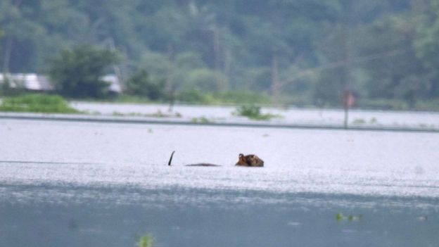Un tigre pataugeant dans une zone inondée à la recherche de terres plus élevées près du parc national de Kaziranga
