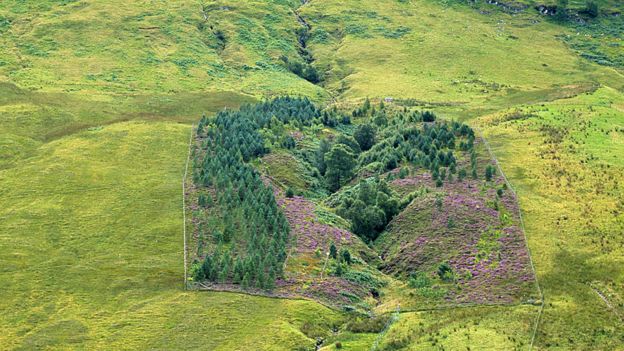 Paradera en Escocia con una exclusión en la que crecen árboles y flores.