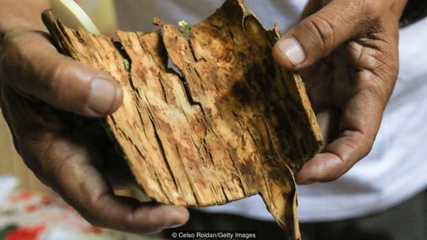استخرج أول عقار للملاريا في العالم من لحاء هذه الشجرة، وقد غير هذا الاكتشاف مجرى التاريخ