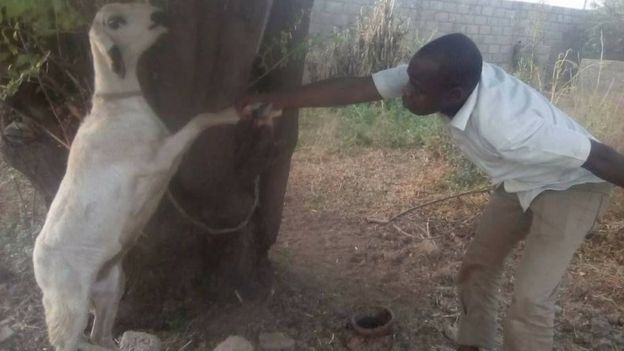CulturEbene posted this image of a man bowing to a goat