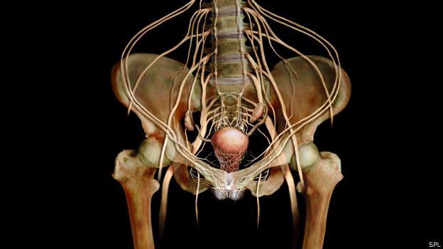 Fisonomía del aparato reproductivo femenino