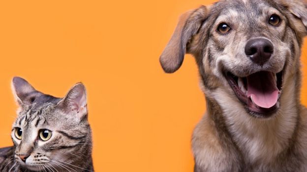 Cat and dog buddies with orange background