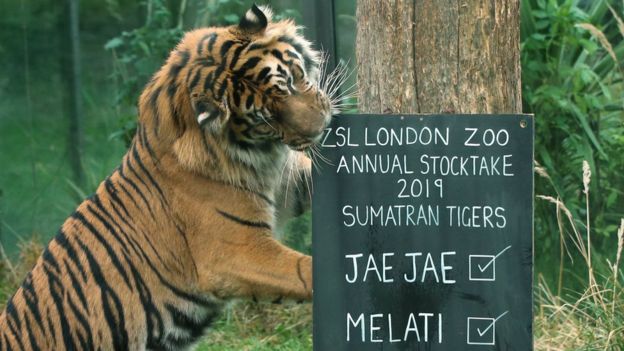 In Pictures: London Zoo's Animal Census - Bbc News