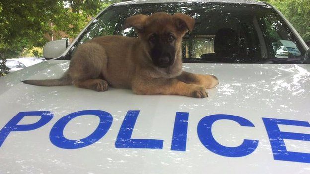 Blade, police dog puppy on police car bonnet