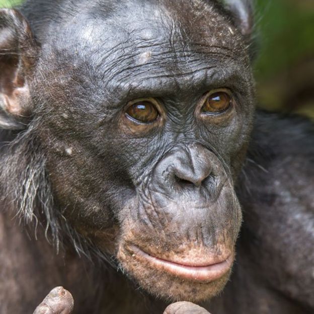 Bonobo adulto