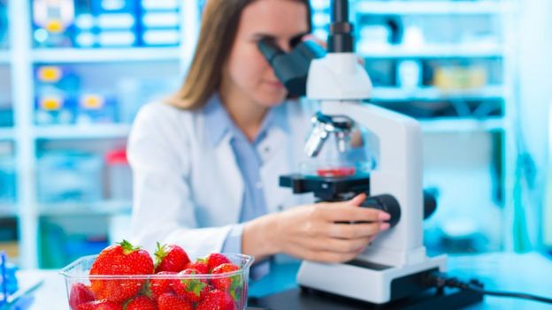 Cientista examinando morangos em laboratório