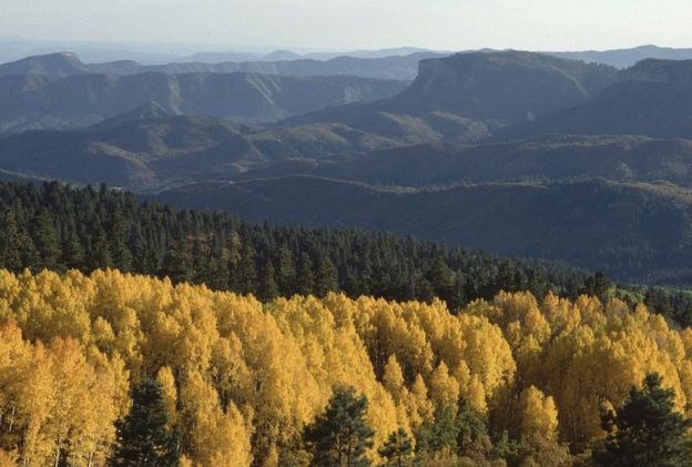 Hutan di pegunungan Alpen