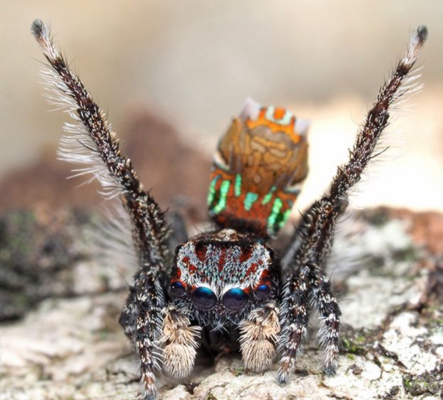 Maratus noggerup