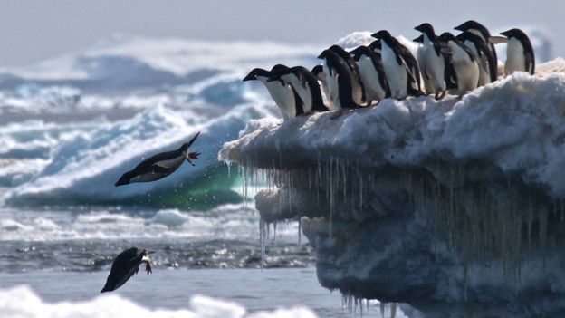 Pingüinos adelaida saltando desde un iceberg en los Islotes Peligro.