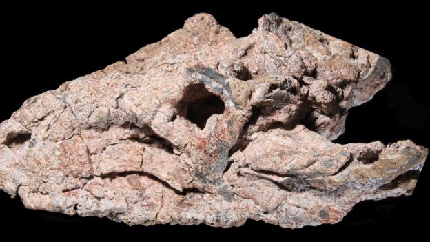 Crânio fossilizado do réptil Pagosvenator candelariensis, que viveu há 237 milhões de anos