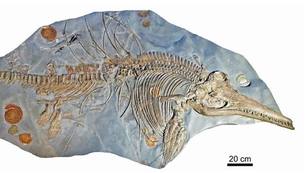 Sea dragon' fossil is 'largest on record' - BBC News